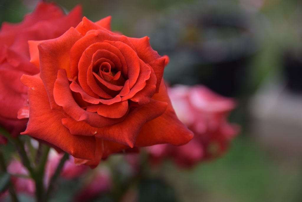An Ian Thorpe rose. An Ian Thorpe rose.