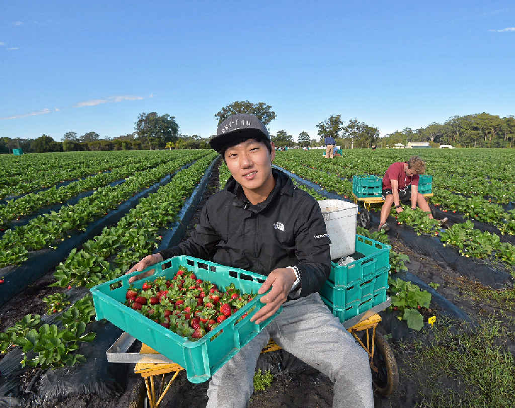 Backpackers are vital in providing labour for many farmers across Australia. Backpackers are vital in providing labour for many farmers across Australia.