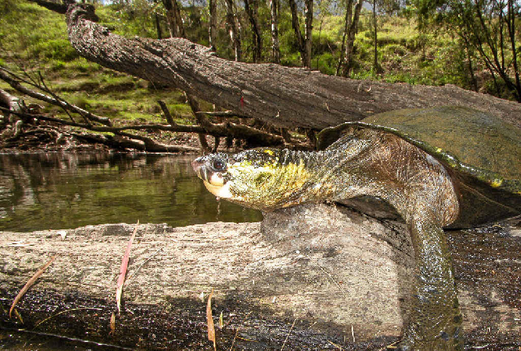 IRWIN’S TURTLE: The white-throated snapping turtle is in danger of having its habitat destroyed. IRWIN’S TURTLE: The white-throated snapping turtle is in danger of having its habitat destroyed.
