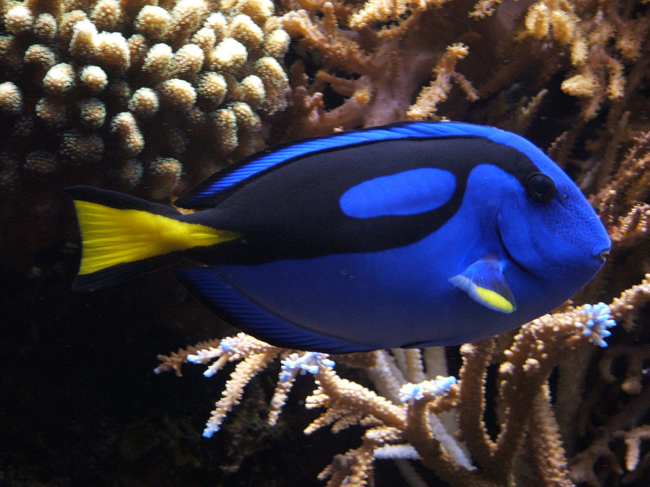 Blue tang fish Blue tang fish
