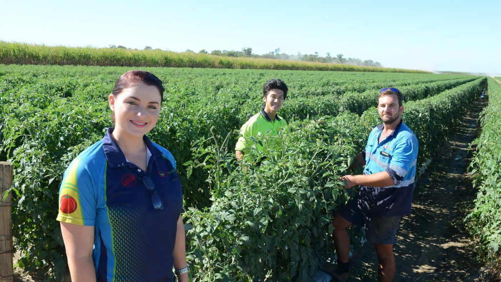 BACKPACKER TAX: Sara Abdy, Kohei Shiino and Rhys Abdy out in the field of Snapfresh Australia. Photo: Paul Donaldson / NewsMail BACKPACKER TAX: Sara Abdy, Kohei Shiino and Rhys Abdy out in the field of Snapfresh Australia. Photo: Paul Donaldson / NewsMail