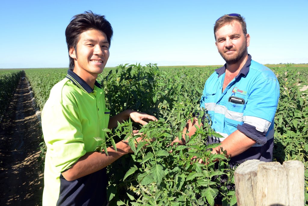 BACKPACKER TAX: Kohei Shiino and Rhys Abdy out in the field of Snapfresh Australia. Photo: Paul Donaldson / NewsMail BACKPACKER TAX: Kohei Shiino and Rhys Abdy out in the field of Snapfresh Australia. Photo: Paul Donaldson / NewsMail