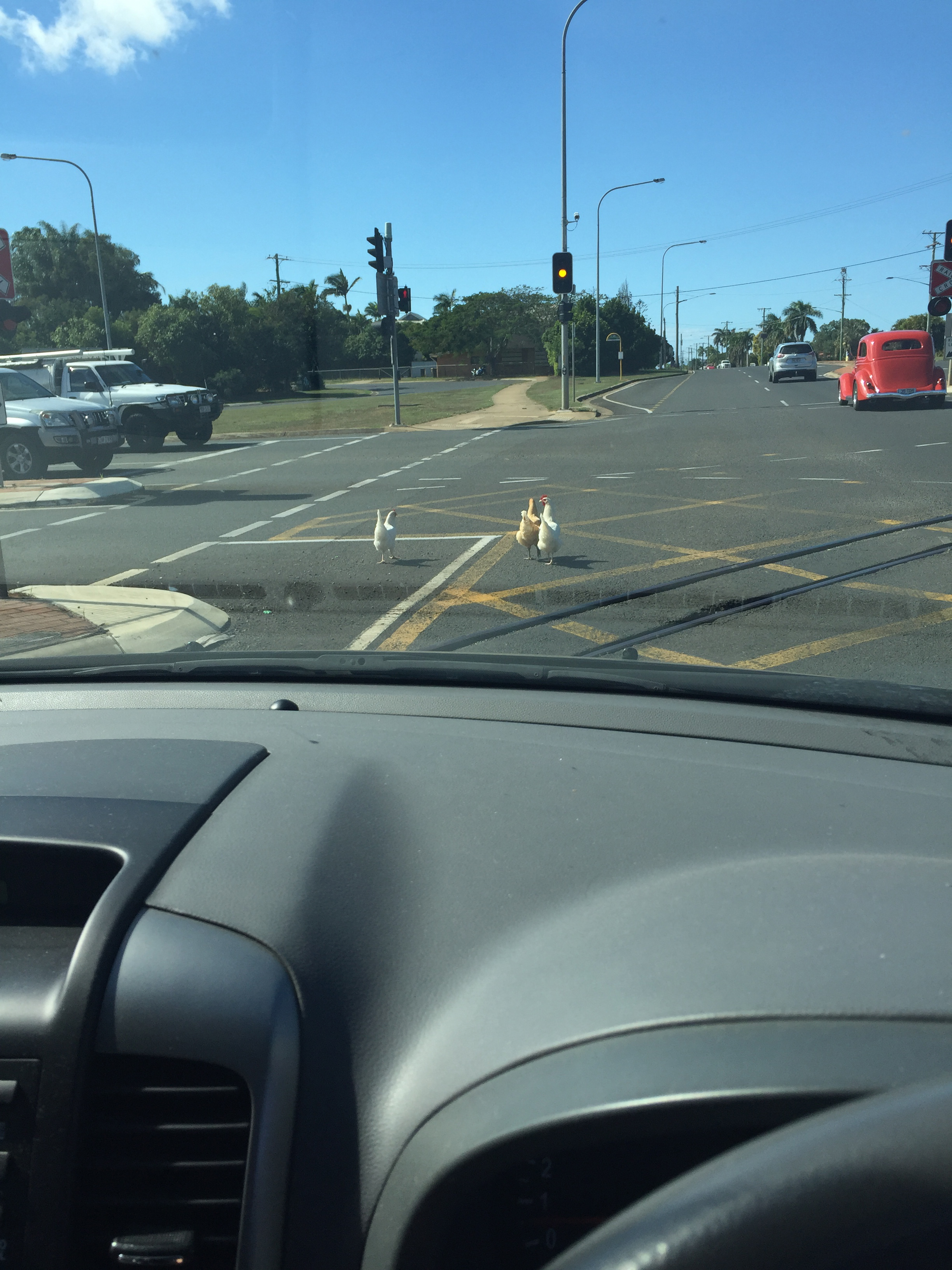 Why did the chickens cross Bargara Rd? Why did the chickens cross Bargara Rd?