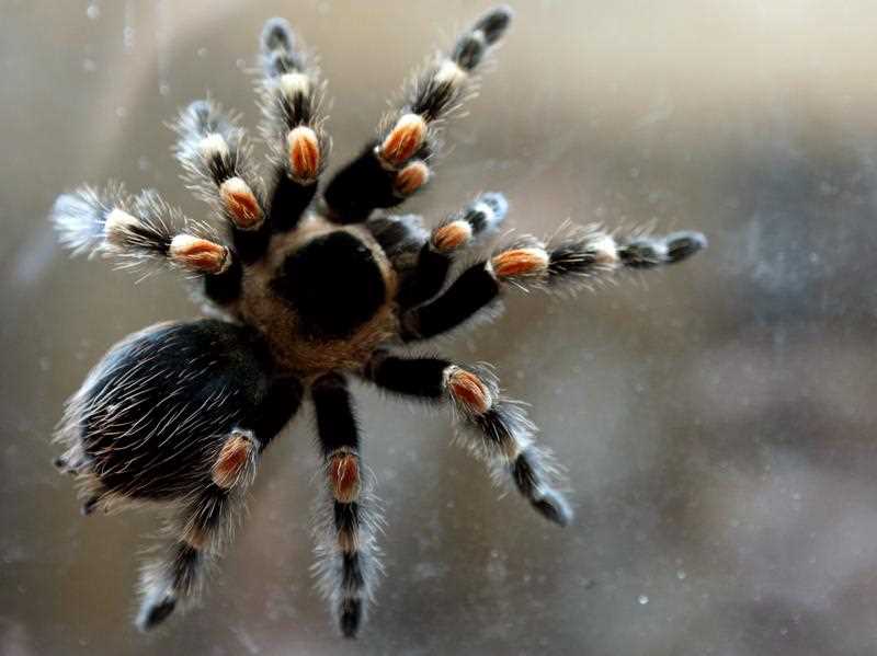 Tarantula Tarantula