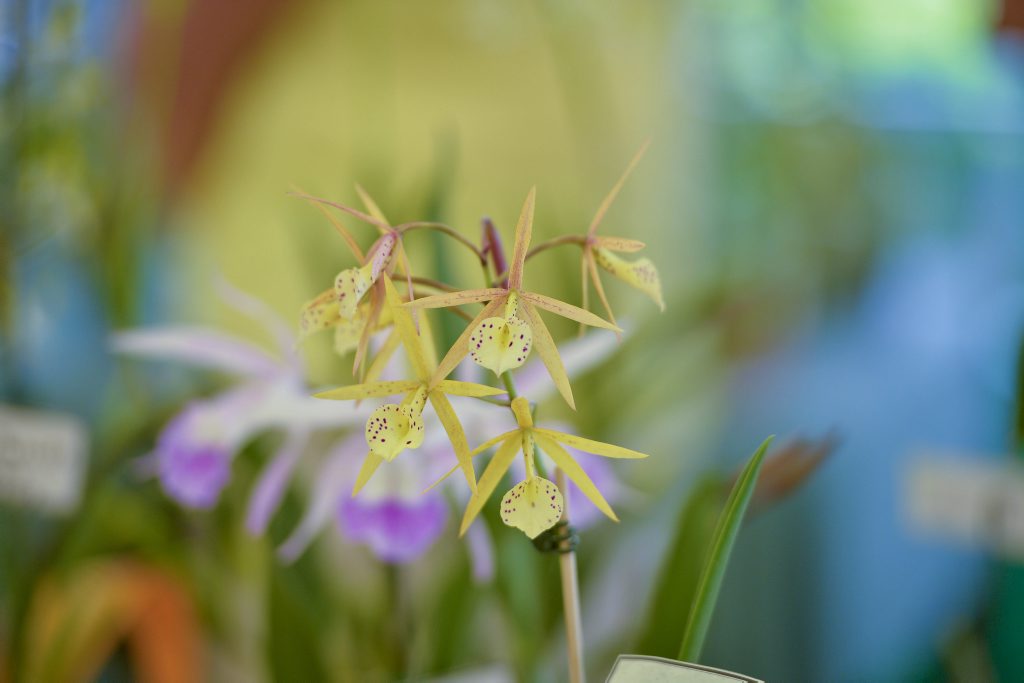 Orchid House will provide an insight into the history and plans at Hervey Bay's Botanical Gardens on Sunday
