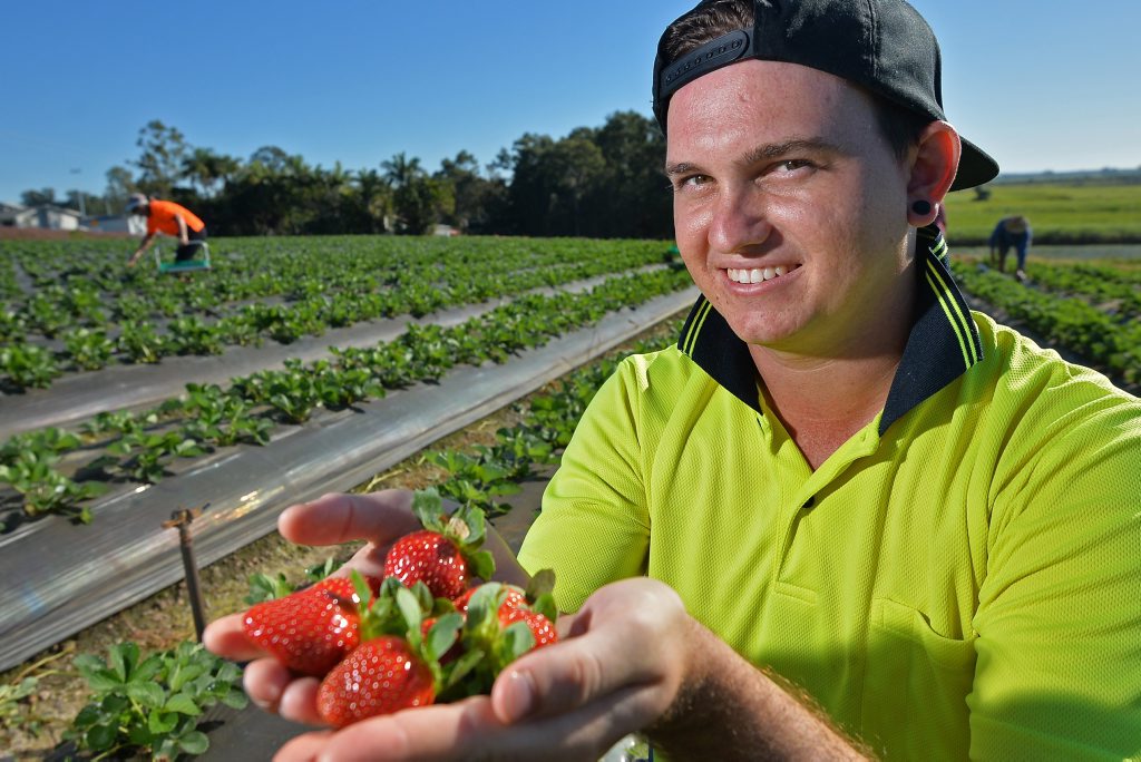 JOIN US: Jedaco Berries employee Brendan Pickett at the farm in Bli Bli, enjoying his sweet job during the launch of a new campaign that is offering thousands of jobs for locals.
JOIN US: Jedaco Berries employee Brendan Pickett at the farm in Bli Bli, enjoying his sweet job during the launch of a new campaign that is offering thousands of jobs for locals.