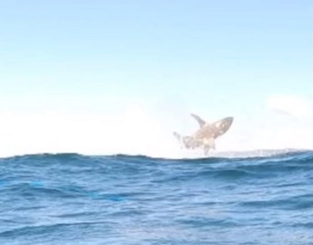 Spear fishermen captured this giant shark leaping from the water on film at Double island Point recently Spear fishermen captured this giant shark leaping from the water on film at Double island Point recently