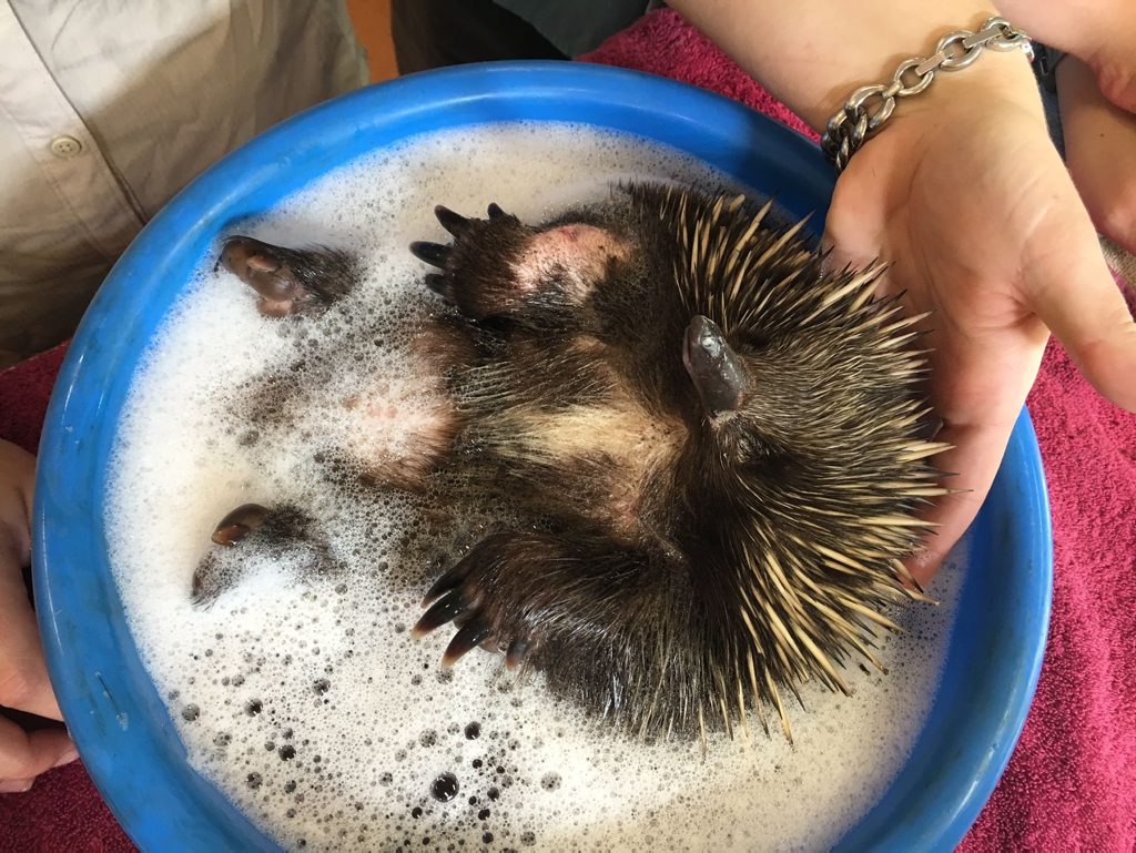 Biddy the echidna enjoys a bath after being found in Maryborough with cuts on her body. Photo Contributed / Fraser Coast Chronicle Biddy the echidna enjoys a bath after being found in Maryborough with cuts on her body. Photo Contributed / Fraser Coast Chronicle