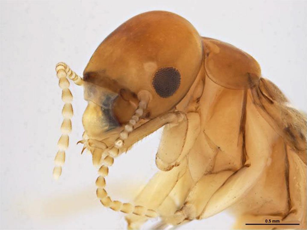 TINY TERROR: He might be small, but the West Indian drywood termite packs plenty of punch and is a huge threat to Australia. TINY TERROR: He might be small, but the West Indian drywood termite packs plenty of punch and is a huge threat to Australia.