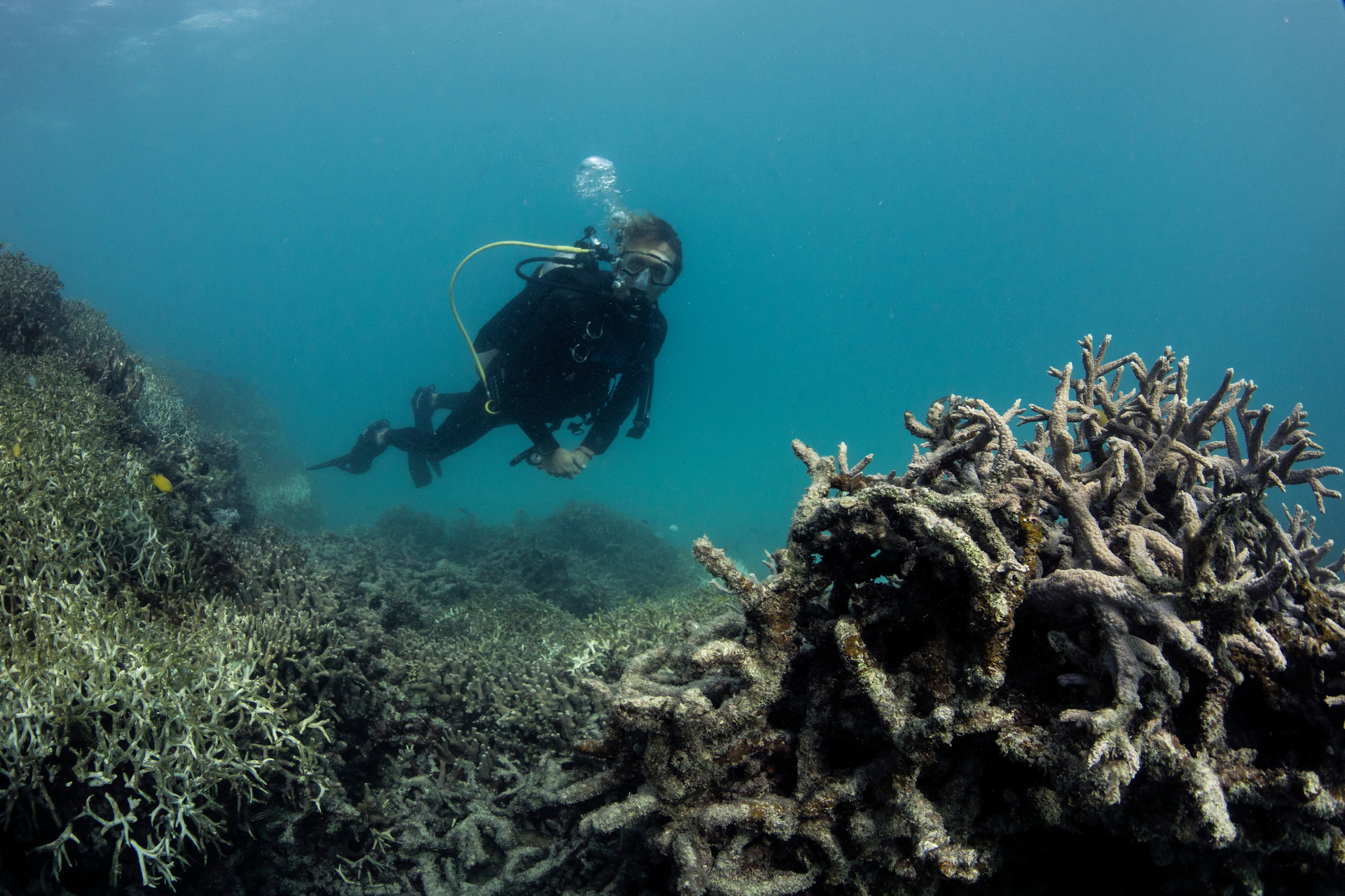 Dead coral at Lizard Island on the Great Barrier Reef, captured by the XL Catlin Seaview Survey in May 2016. Dead coral at Lizard Island on the Great Barrier Reef, captured by the XL Catlin Seaview Survey in May 2016.