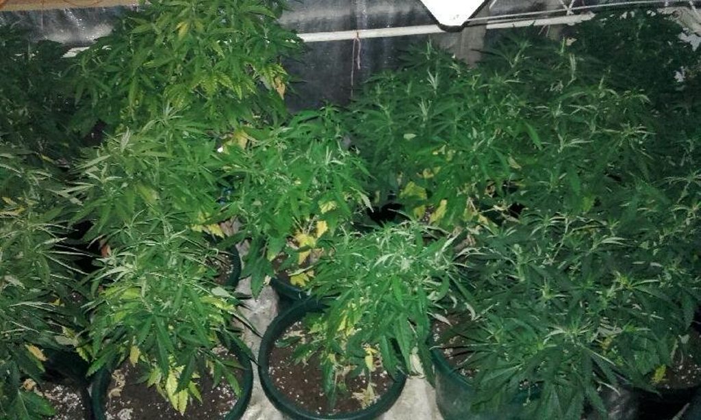 Police seized 72 cannabis plants at a Plainland property in a targeted raid on Monday. Police seized 72 cannabis plants at a Plainland property in a targeted raid on Monday.