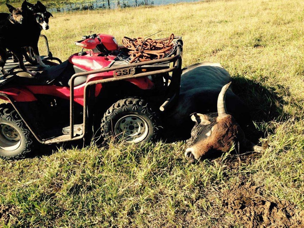 Graeme Ware, 66, a cattle farmer from Pinnacle was gored by a wild bull on Monday. After the attack, Mr Ware's son ran into the aggressive bull with a quadbike at speed, breaking the animal's neck. Graeme Ware, 66, a cattle farmer from Pinnacle was gored by a wild bull on Monday. After the attack, Mr Ware's son ran into the aggressive bull with a quadbike at speed, breaking the animal's neck.