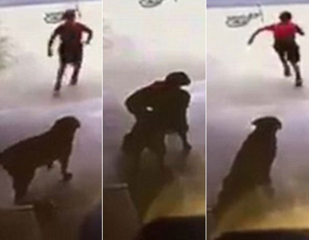 The young boy was seen riding his bike past her house before jumping off and running into the garage to play with and cuddle her pet dog Duchess. The young boy was seen riding his bike past her house before jumping off and running into the garage to play with and cuddle her pet dog Duchess.