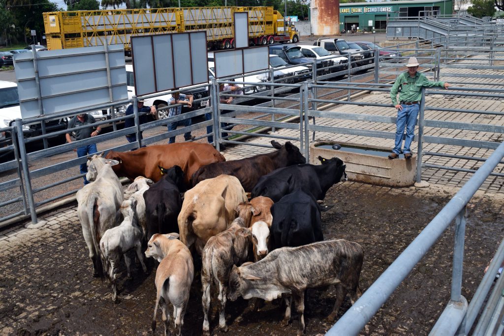 Prices were at a record high at the Emerald cattle sales yesterday morning. Photo Amber Hooker / CQ News Prices were at a record high at the Emerald cattle sales yesterday morning. Photo Amber Hooker / CQ News