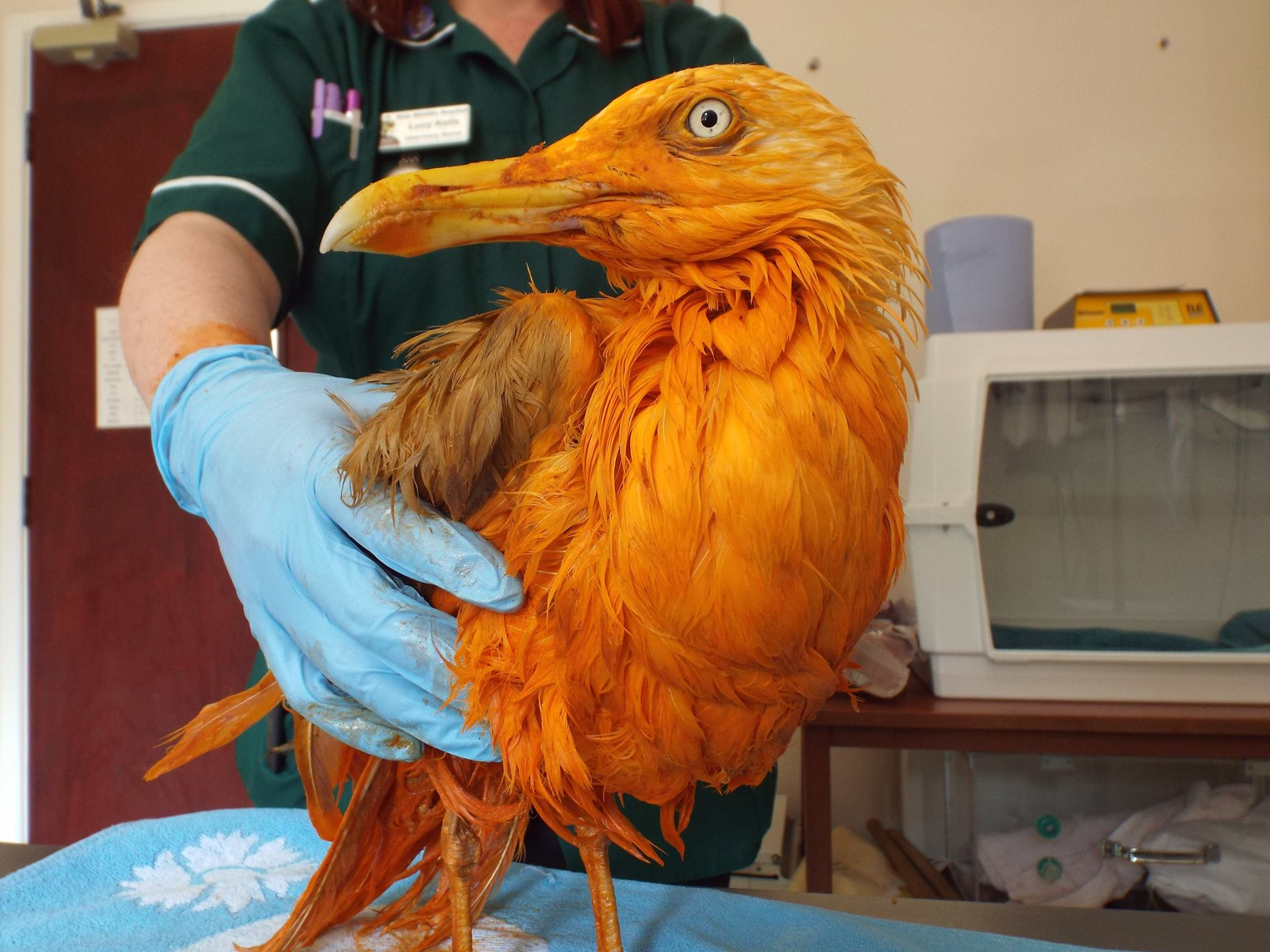 This seagull couldn't resist a giant vat of chicken tikka masala, and came out smelling great and with a newly coloured coat. This seagull couldn't resist a giant vat of chicken tikka masala, and came out smelling great and with a newly coloured coat.