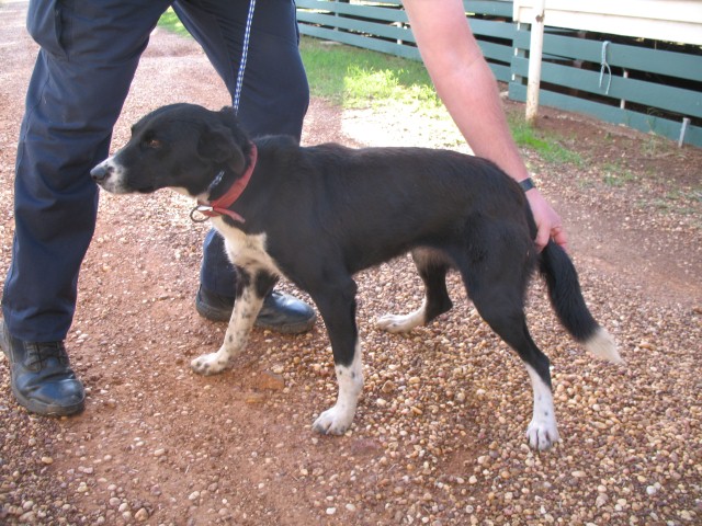 One of the working dogs police allege was stolen from a rural property in NSW. One of the working dogs police allege was stolen from a rural property in NSW.