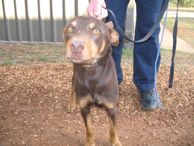 One of the working dogs police allege was stolen from a rural property in NSW. One of the working dogs police allege was stolen from a rural property in NSW.