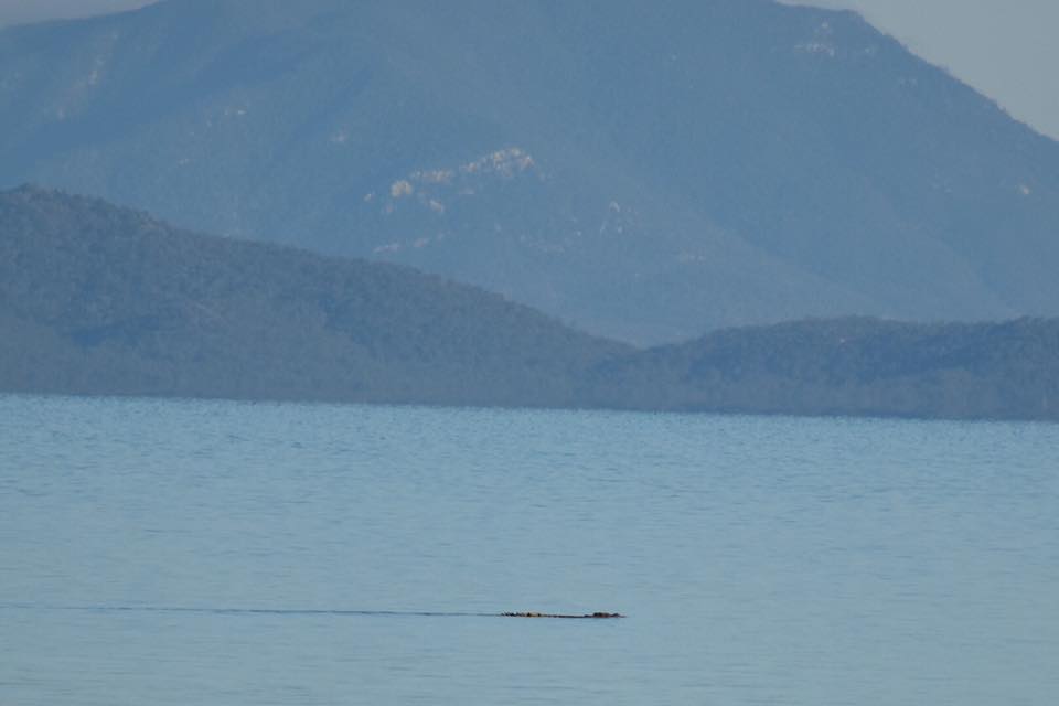 Calm weather in the Whitsunday helped Jo Collison to catch an image of this crocodile Calm weather in the Whitsunday helped Jo Collison to catch an image of this crocodile