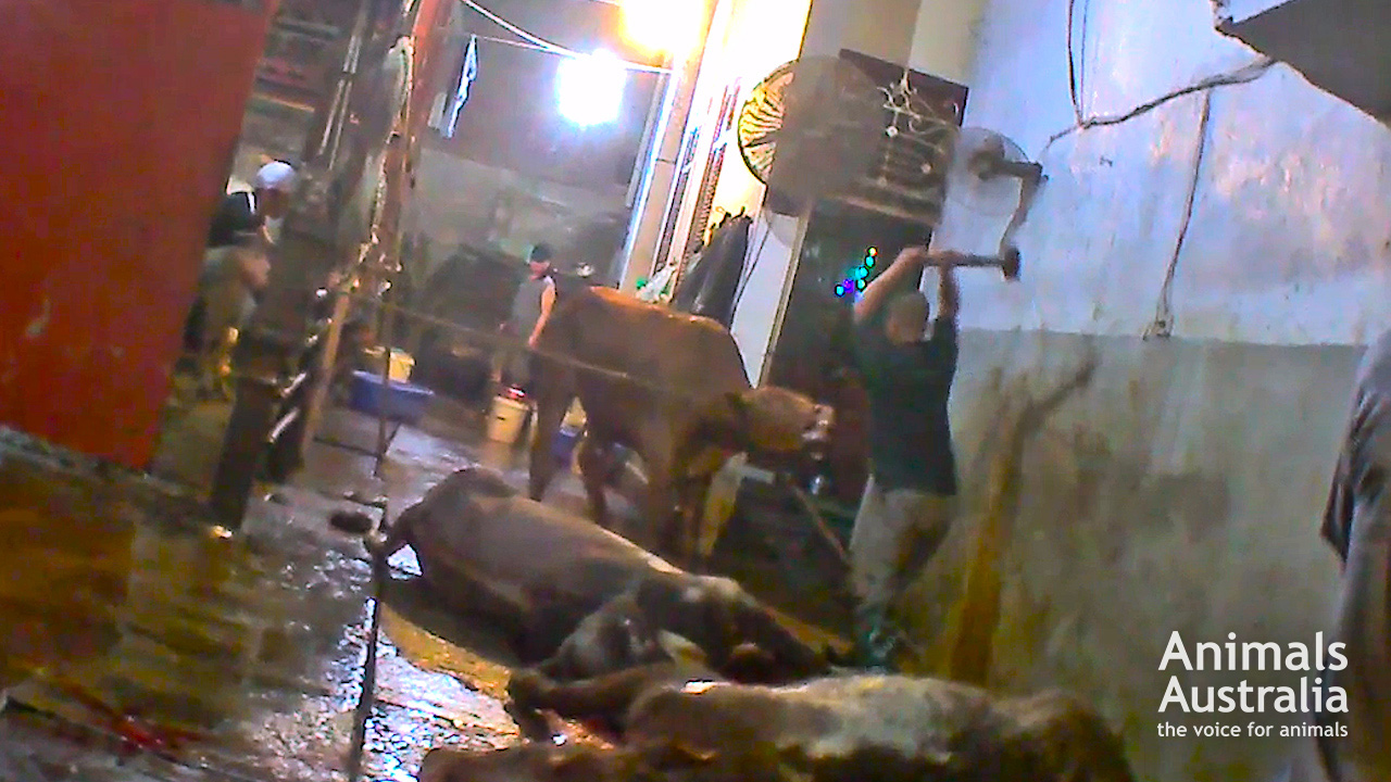 This picture released by Animals Australia purports to show a Vietnamese abattoir working killing cows with a sledgehammer. This picture released by Animals Australia purports to show a Vietnamese abattoir working killing cows with a sledgehammer.