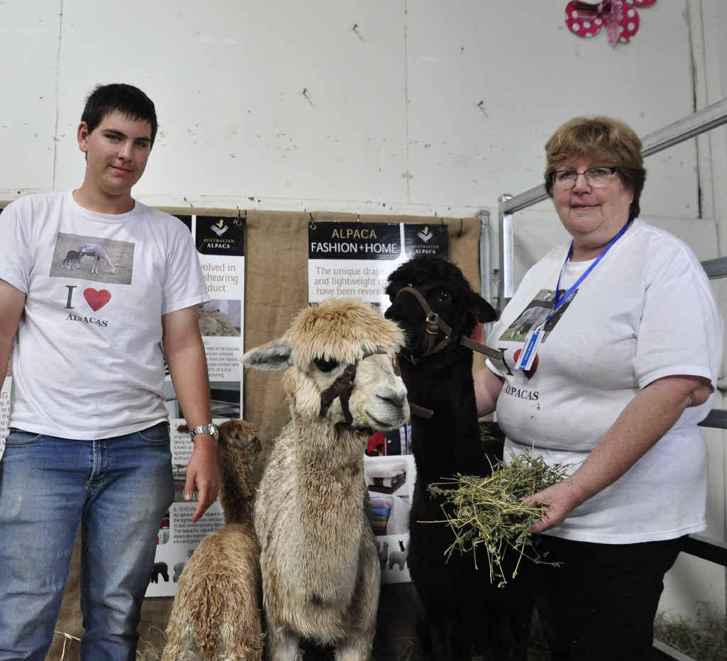 WOOLLY TALES: Alpaca enthusiasts Wade Phillips and Desley Barlow with Spirit at the Rockhampton Show yesterday.