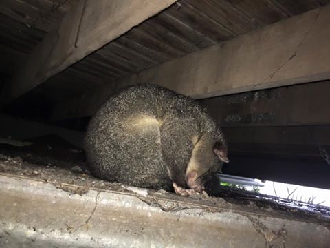 A possum keeps out of the rain at Montville on the Sunshine Coast. Photo: Jeff Higgins / Higgins Storm Chasing Facebook A possum keeps out of the rain at Montville on the Sunshine Coast. Photo: Jeff Higgins / Higgins Storm Chasing Facebook