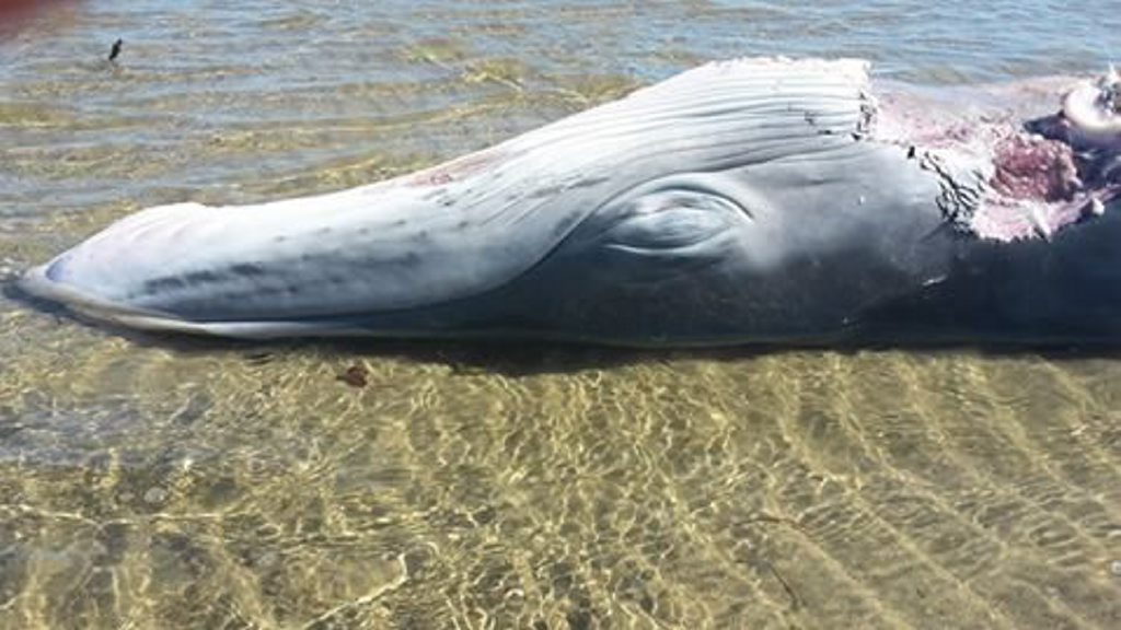 A dead whale washed up on a Bowen beach. A dead whale washed up on a Bowen beach.