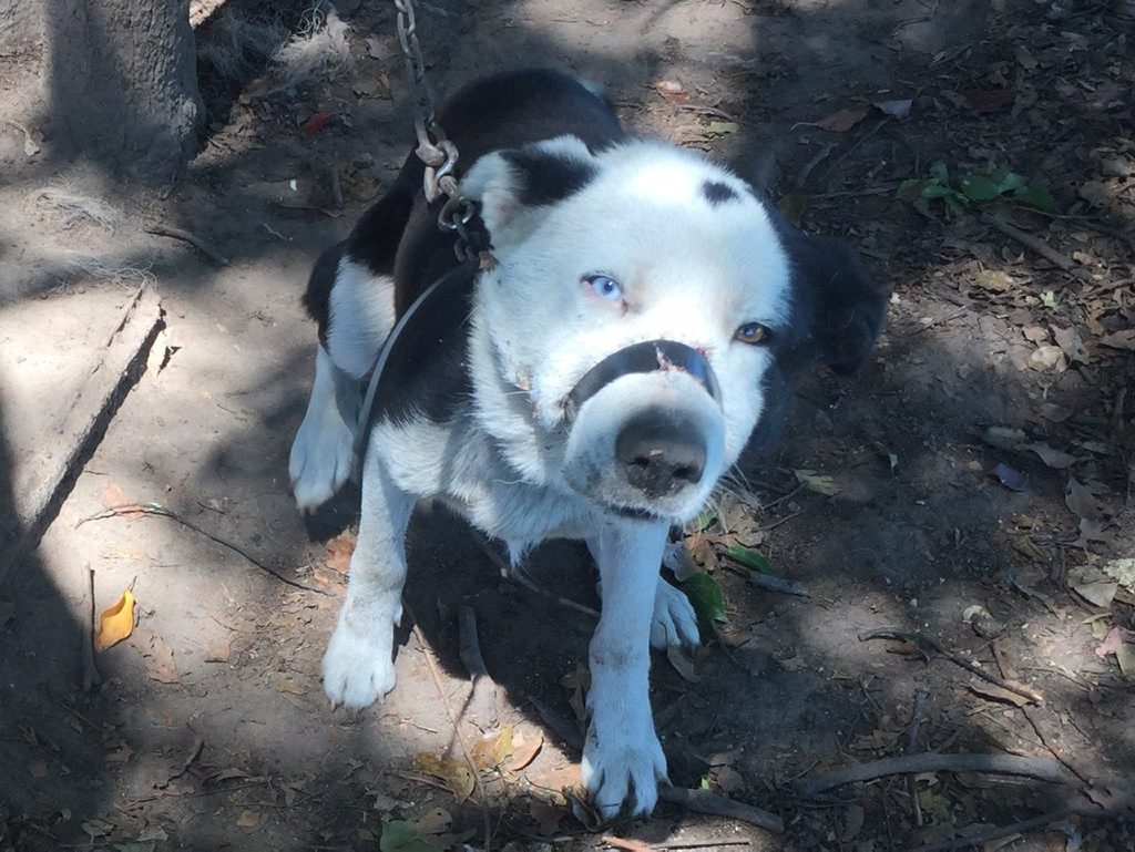 DISREGARD: A Woodford Island man has been pleaded guilty to charges of failing to provide veterinary treatment for four border collies in his care. DISREGARD: A Woodford Island man has been pleaded guilty to charges of failing to provide veterinary treatment for four border collies in his care.