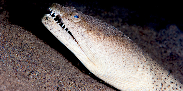 The snake eel had The snake eel had