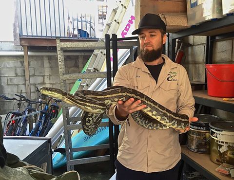 Sunshine Coast snake catcher Matt George with a carpet python he relocated in Kuluin yesterday morning. Sunshine Coast snake catcher Matt George with a carpet python he relocated in Kuluin yesterday morning.