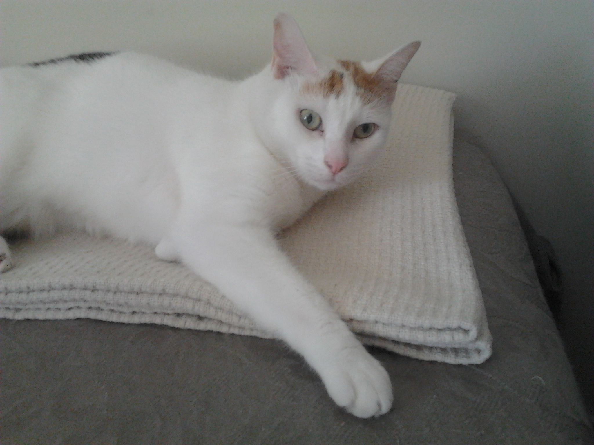 Carmel Drennan's cat Talloula, who is believed to be trapped somewhere inside a Gympie storage shed facility. Carmel Drennan's cat Talloula, who is believed to be trapped somewhere inside a Gympie storage shed facility.