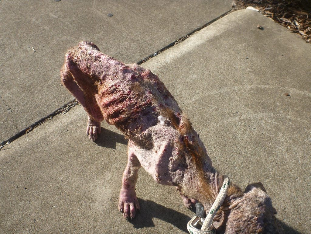 Tazer the puppy had to be euthanised after a horrific case of the skin disease Demodectic Mange.Contributed Tazer the puppy had to be euthanised after a horrific case of the skin disease Demodectic Mange.Contributed
