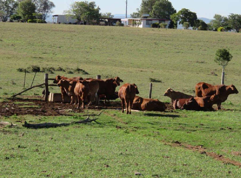 Gloria and Peter Connor’s Gogango property is a little greener after recent rain, although they are hoping for more to top up their dams. Photo contributed. Gloria and Peter Connor’s Gogango property is a little greener after recent rain, although they are hoping for more to top up their dams. Photo contributed.
