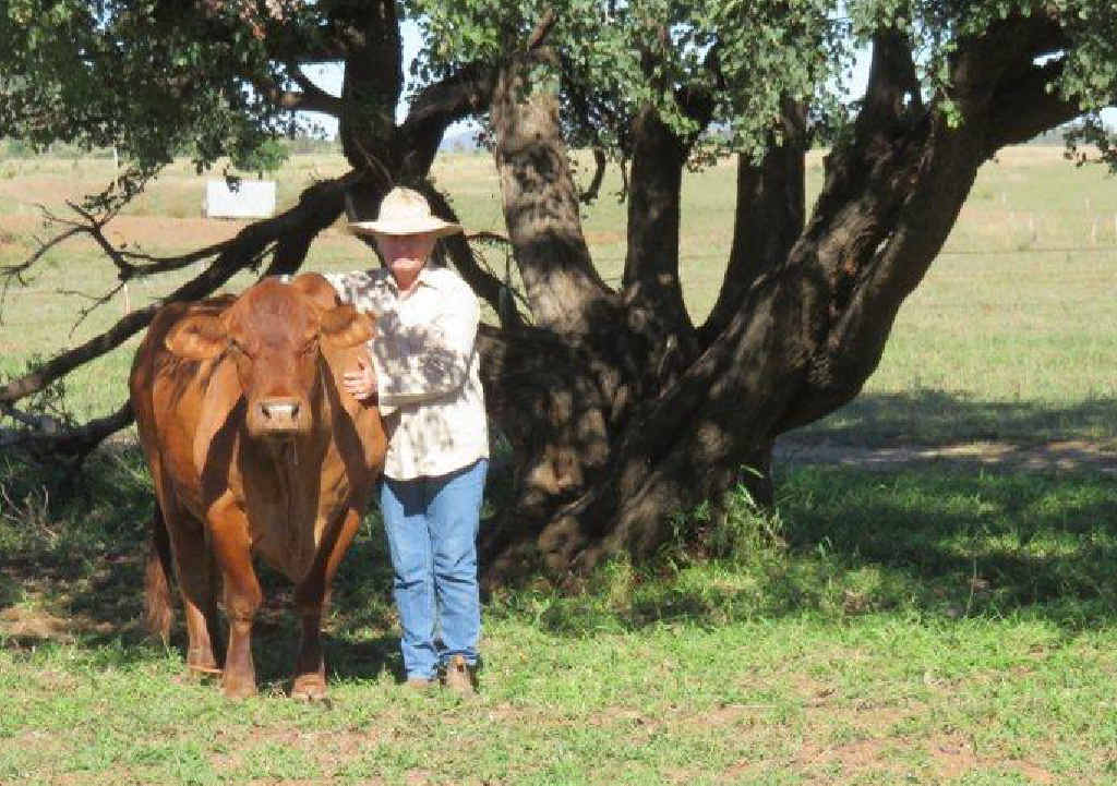 Gogango grazier Gloria Connor with Penny, a retired breeding cow, at their Gogango property. Photo contributed. Gogango grazier Gloria Connor with Penny, a retired breeding cow, at their Gogango property. Photo contributed.
