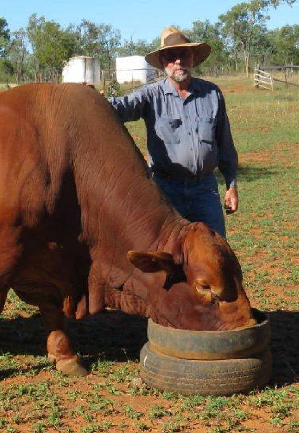 Peter with bull Teddy. Peter with bull Teddy.