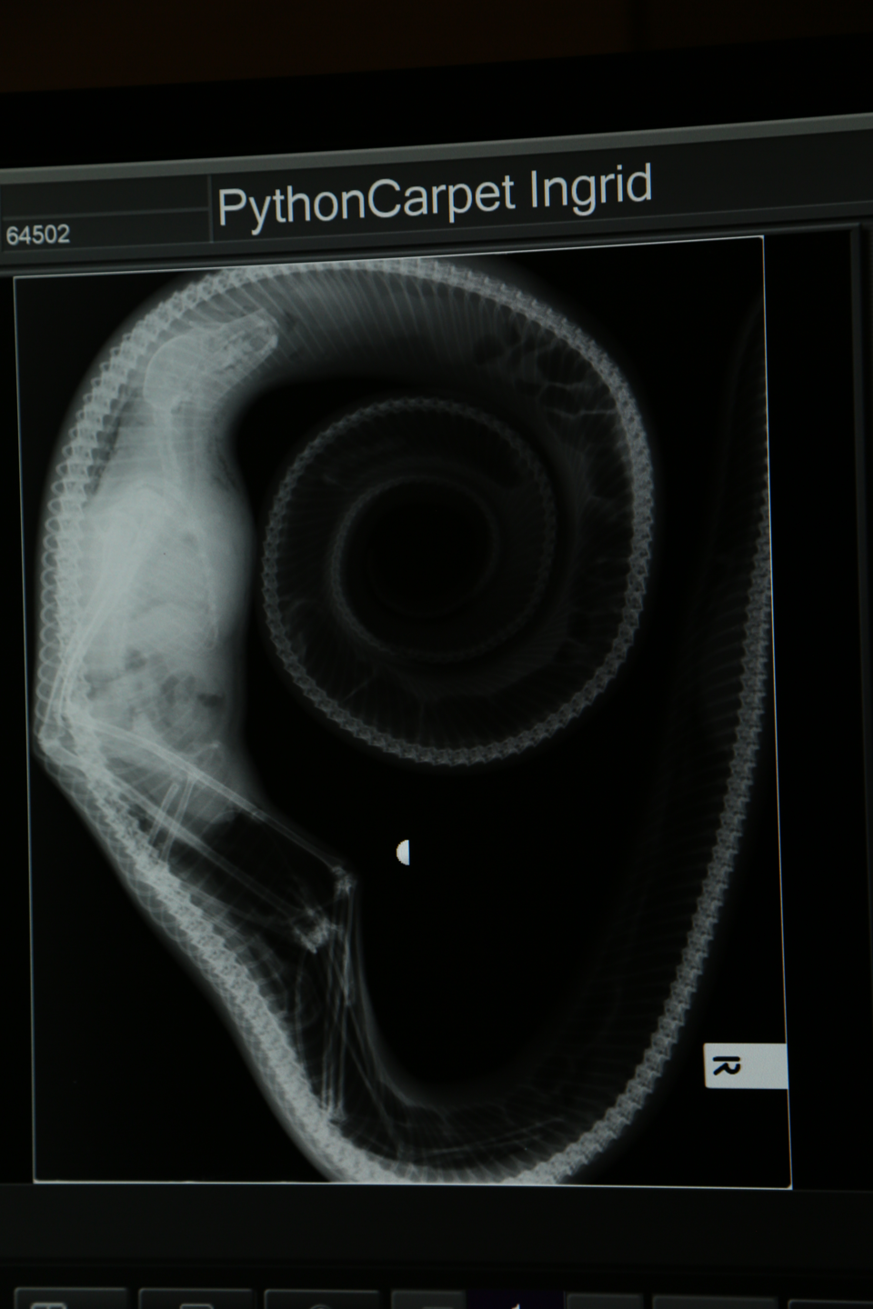 Snake surprise: An incredible X-ray showing Ingrid the carpet python with a large flying fox she swallowed and which made her ill. Snake surprise: An incredible X-ray showing Ingrid the carpet python with a large flying fox she swallowed and which made her ill.