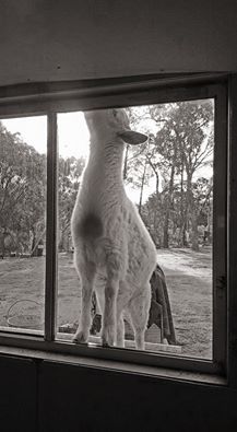 A goat on a Southern Downs property trying to escape the cold. A goat on a Southern Downs property trying to escape the cold.