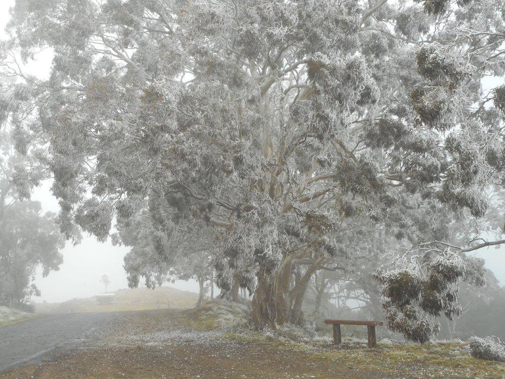 Bunya Mountains wakes to sleet. Bunya Mountains wakes to sleet.