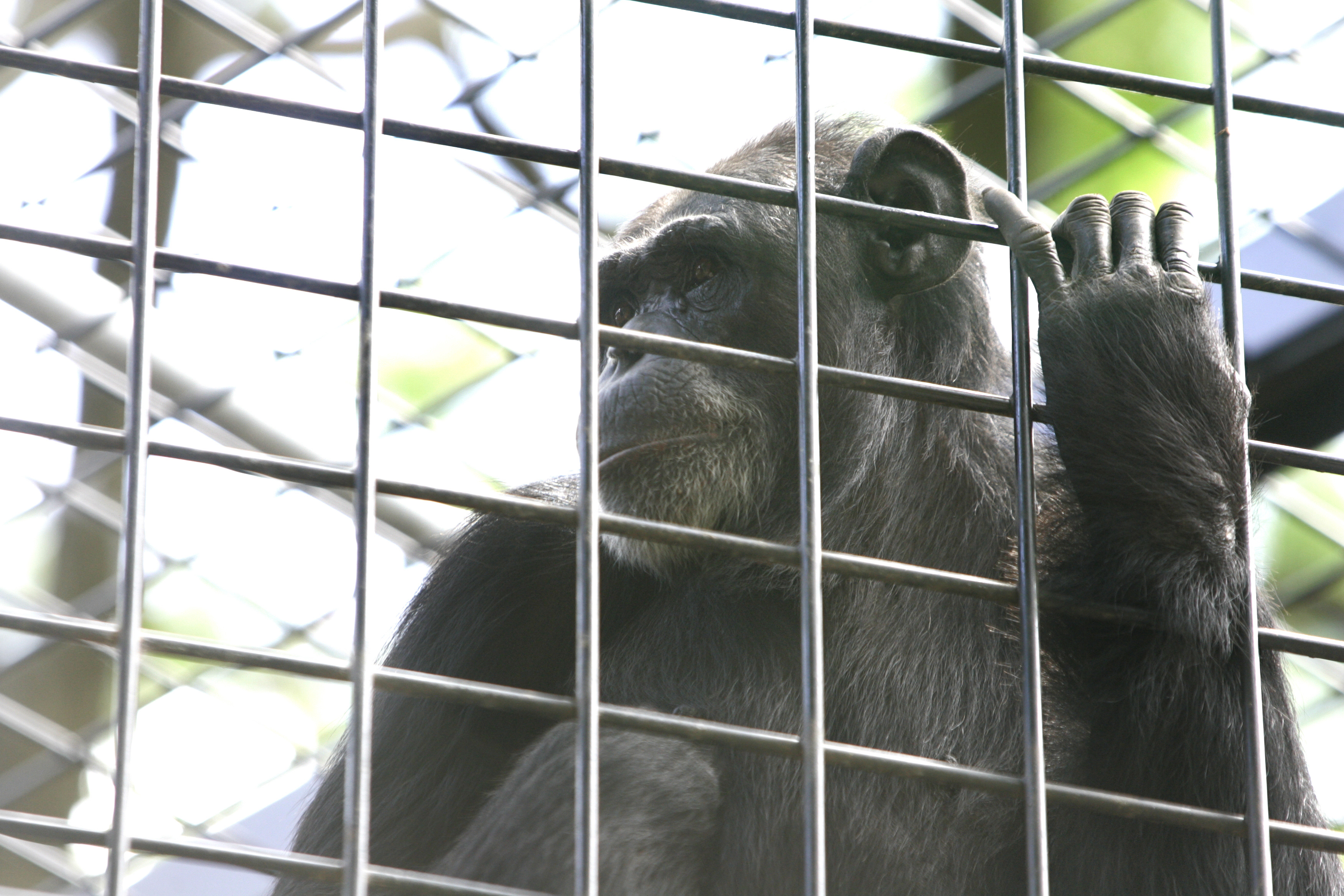 One of the Rockhampton Zoo's five chimpanzees. One of the Rockhampton Zoo's five chimpanzees.