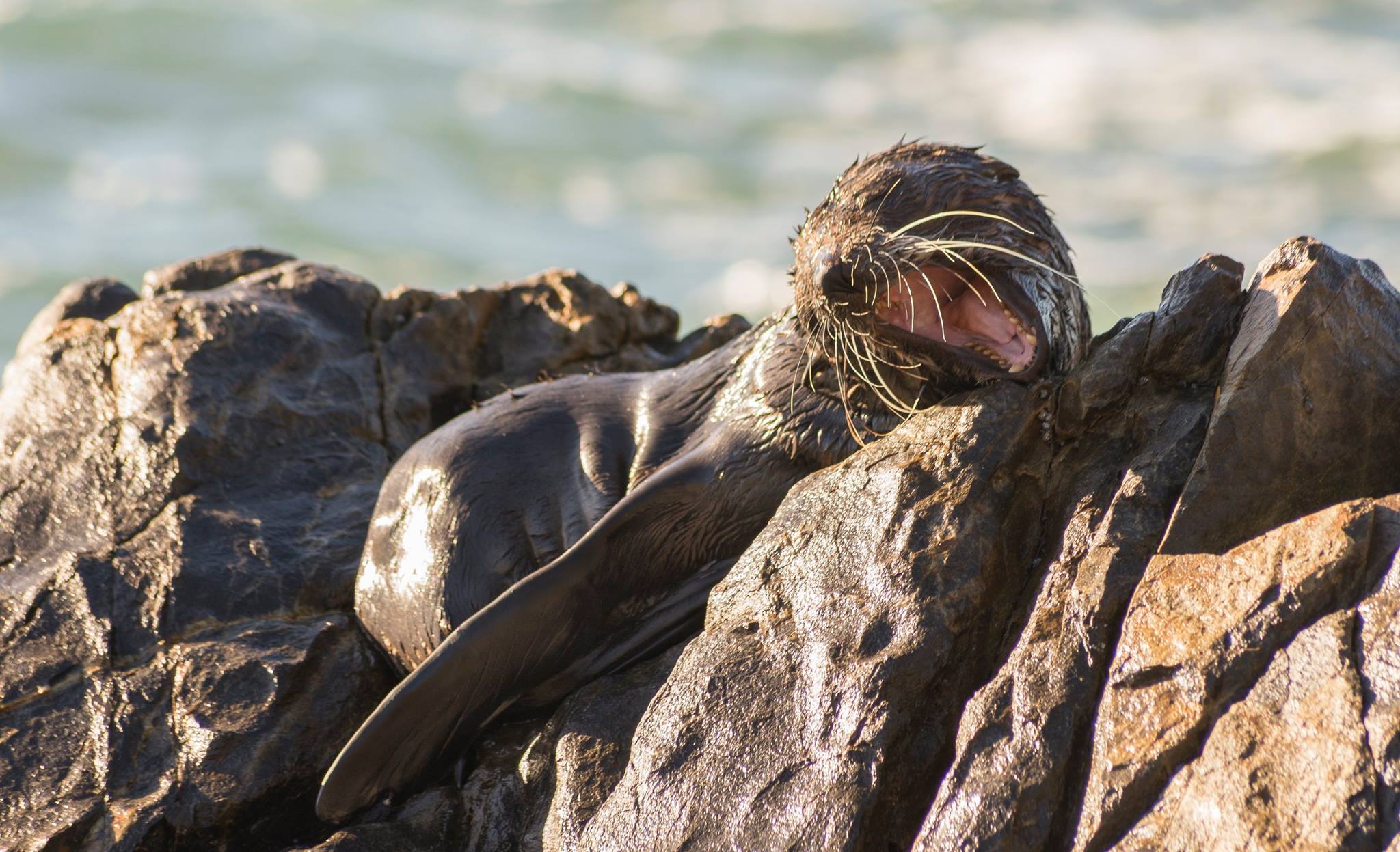 Seal at Cabarita. Seal at Cabarita.
