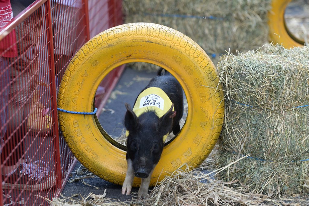 PIG RACING: The Give Me 5 For Kids pig racing event at the Sugarland Tavern.Photo: Mike Knott / NewsMail PIG RACING: The Give Me 5 For Kids pig racing event at the Sugarland Tavern.Photo: Mike Knott / NewsMail