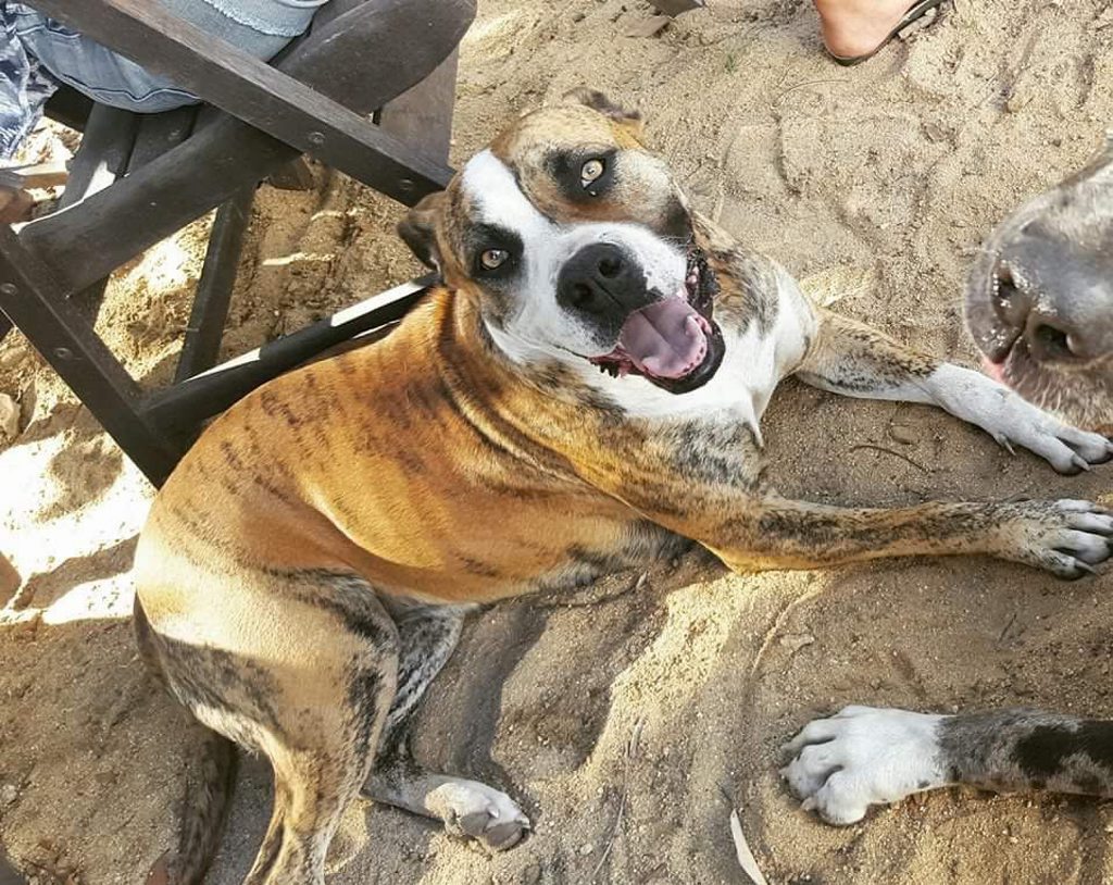 LOVED: Evie was found murdered and tortured yesterday after she was stolen from her family last Thursday. Photo contributed. LOVED: Evie was found murdered and tortured yesterday after she was stolen from her family last Thursday. Photo contributed.