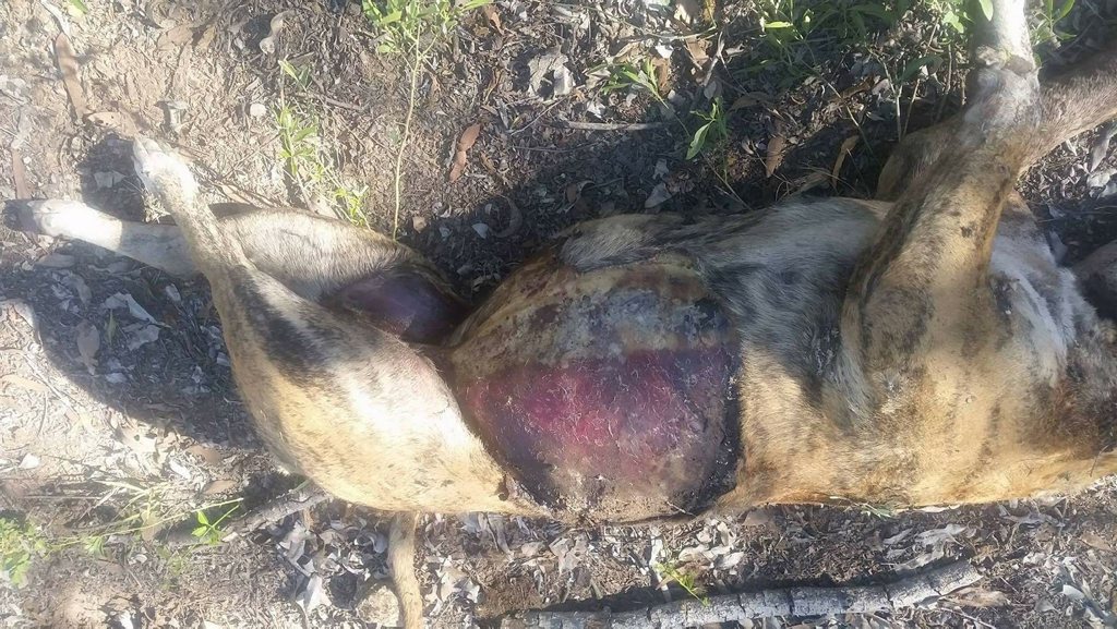 TORTURED: American Bulldog, Evie was found tortured and murdered in Scottsville yesterday after she went missing last Thursday. Photo contributed. TORTURED: American Bulldog, Evie was found tortured and murdered in Scottsville yesterday after she went missing last Thursday. Photo contributed.