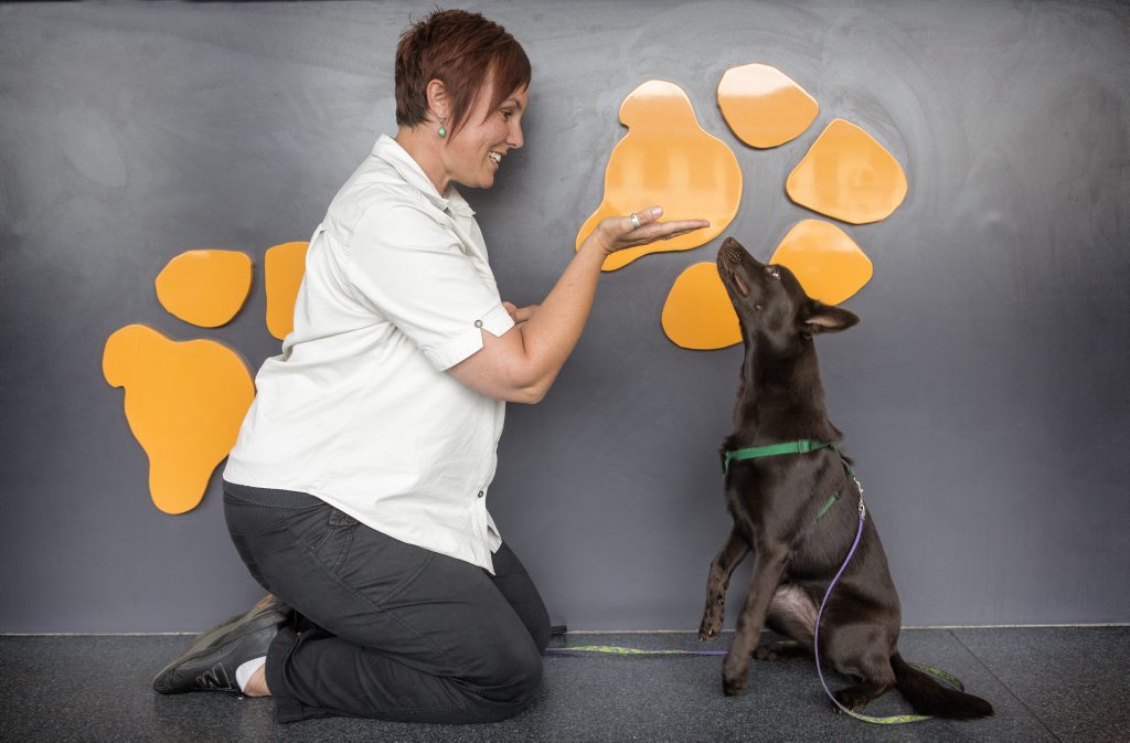 Kate Joseph and her kelpie Eden at work at the Riverbank Animal Hospital. Kate says there are benefits for animals, their owners and business productivity in having a dog at work. Kate Joseph and her kelpie Eden at work at the Riverbank Animal Hospital. Kate says there are benefits for animals, their owners and business productivity in having a dog at work.