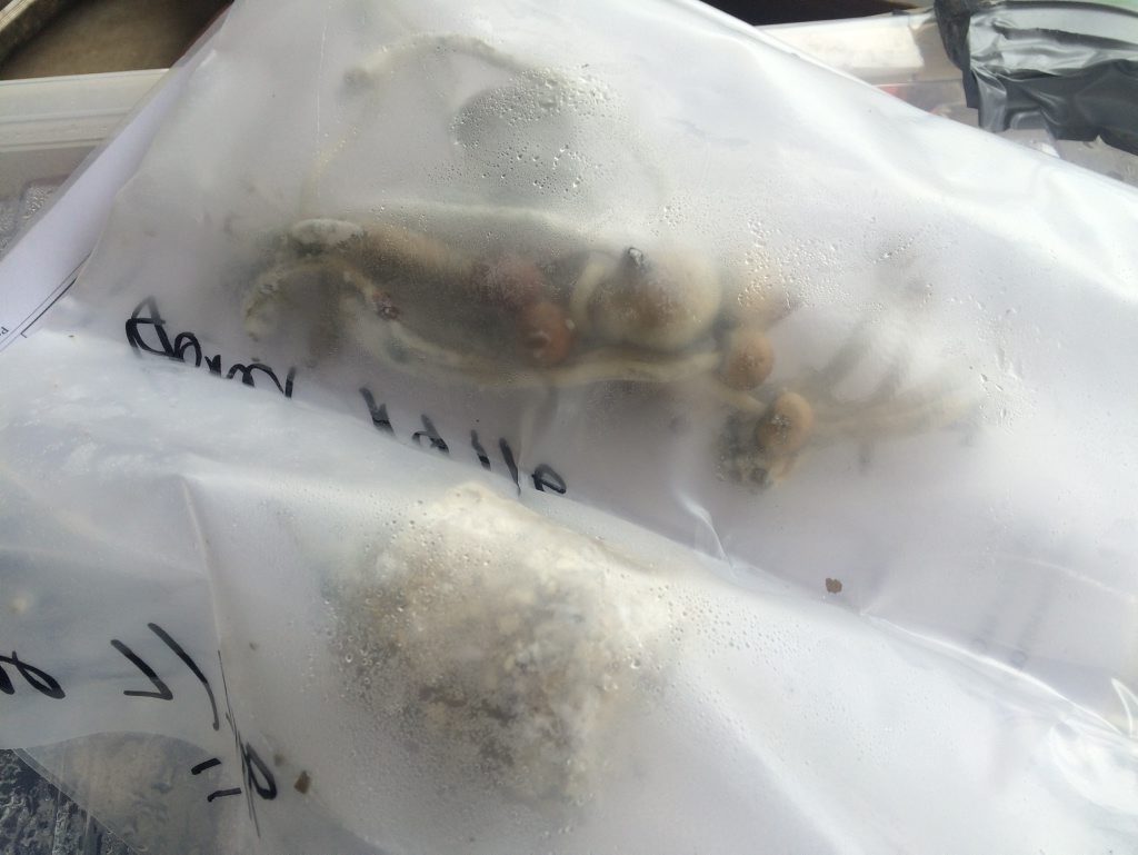 Magic mushrooms seized as part of Operation Oscar Glyph. Magic mushrooms seized as part of Operation Oscar Glyph.