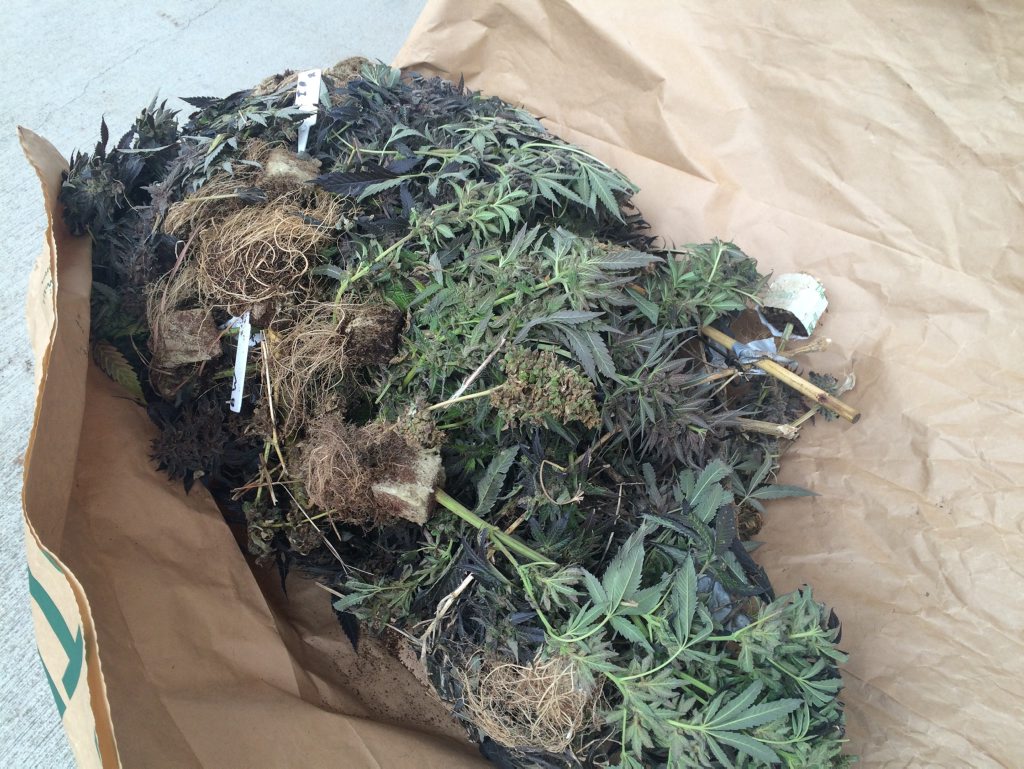 Cannabis seized as part of Operation Oscar Glyph. Cannabis seized as part of Operation Oscar Glyph.