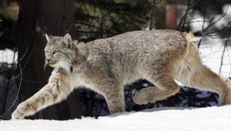 Lynx Lynx