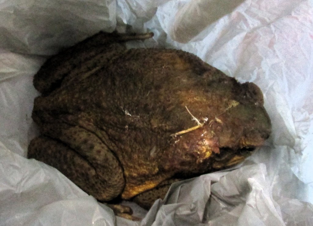 The cane toad found by L J Richards. The cane toad found by L J Richards.