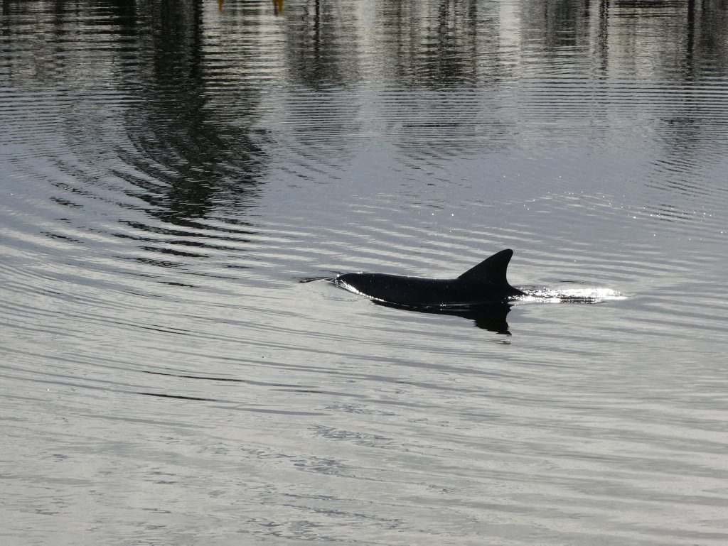 A dolphin has been spotted in Prospect Lake, East Ballina, despite a device having been installed to try and stop the dolphins getting into the lake. A dolphin has been spotted in Prospect Lake, East Ballina, despite a device having been installed to try and stop the dolphins getting into the lake.