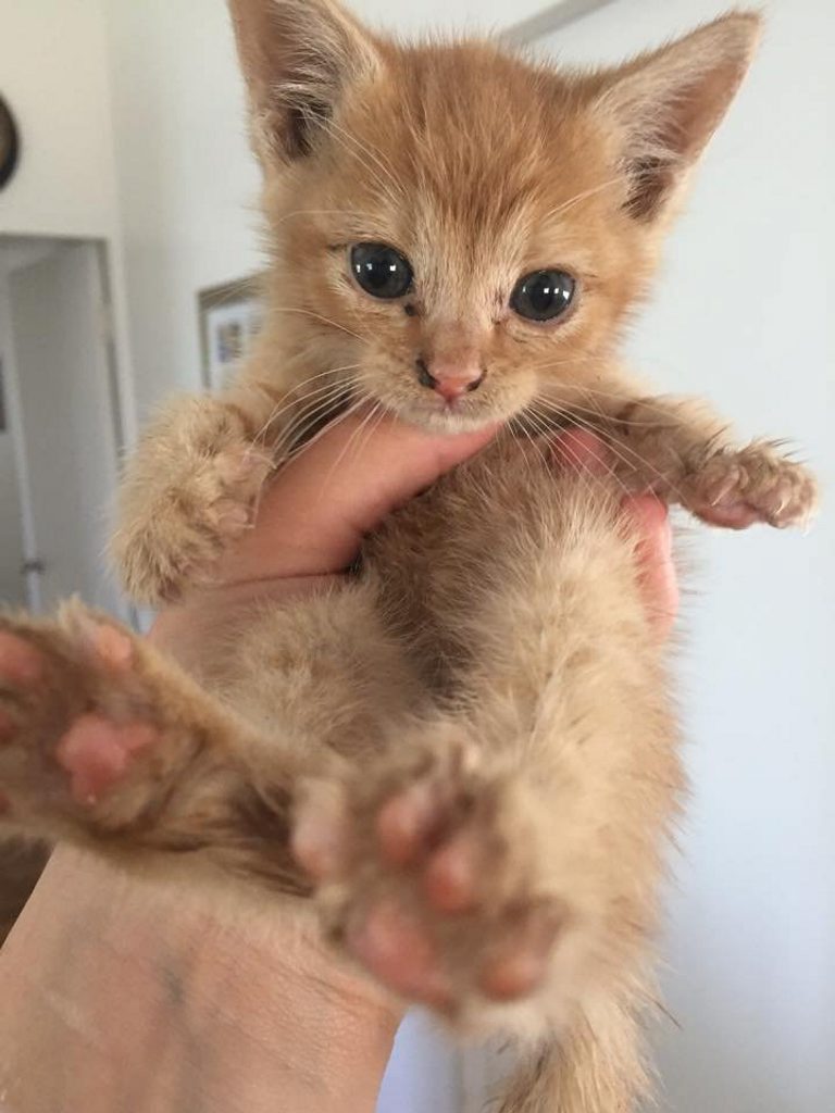 Sassy was 12 weeks old when she was victim of a gutless attack. Sassy was 12 weeks old when she was victim of a gutless attack.