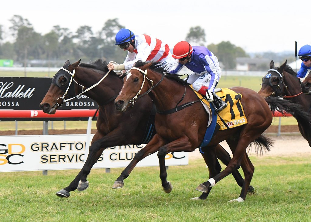Rednav (left) edges out 11 - All Clear to win the 2016 Grafton Cup. Rednav (left) edges out 11 - All Clear to win the 2016 Grafton Cup.